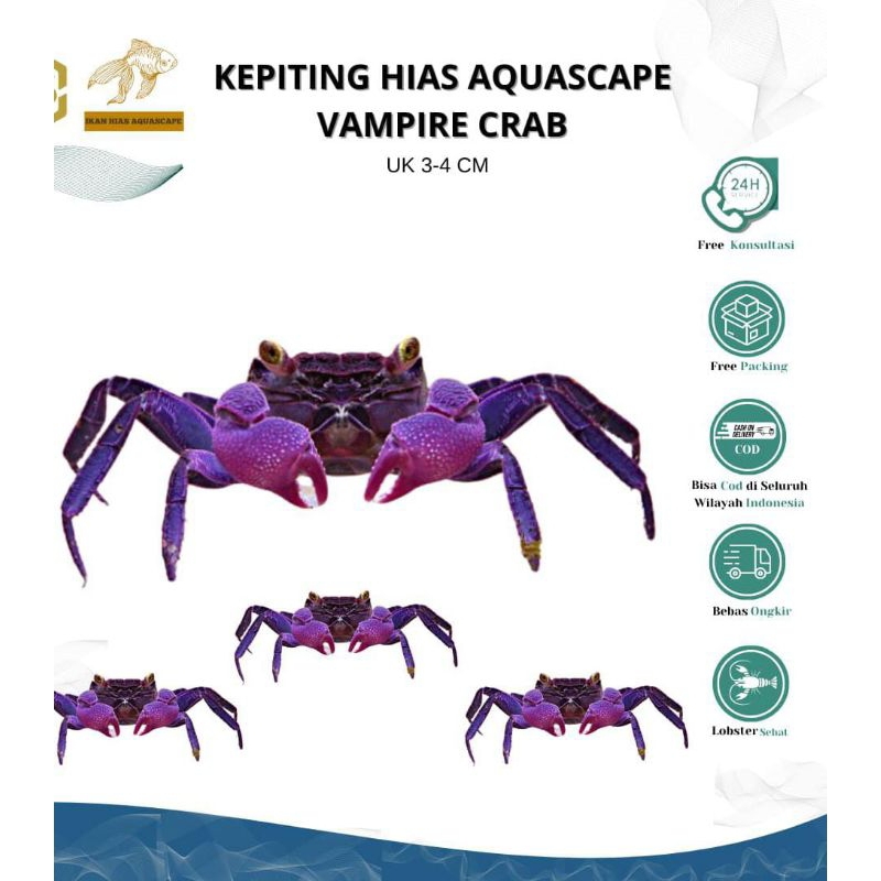 VAMPIRE CRAB