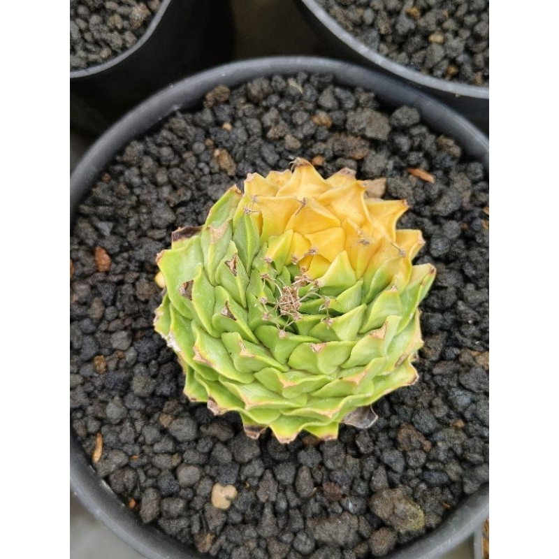 kaktus obregonia varigata