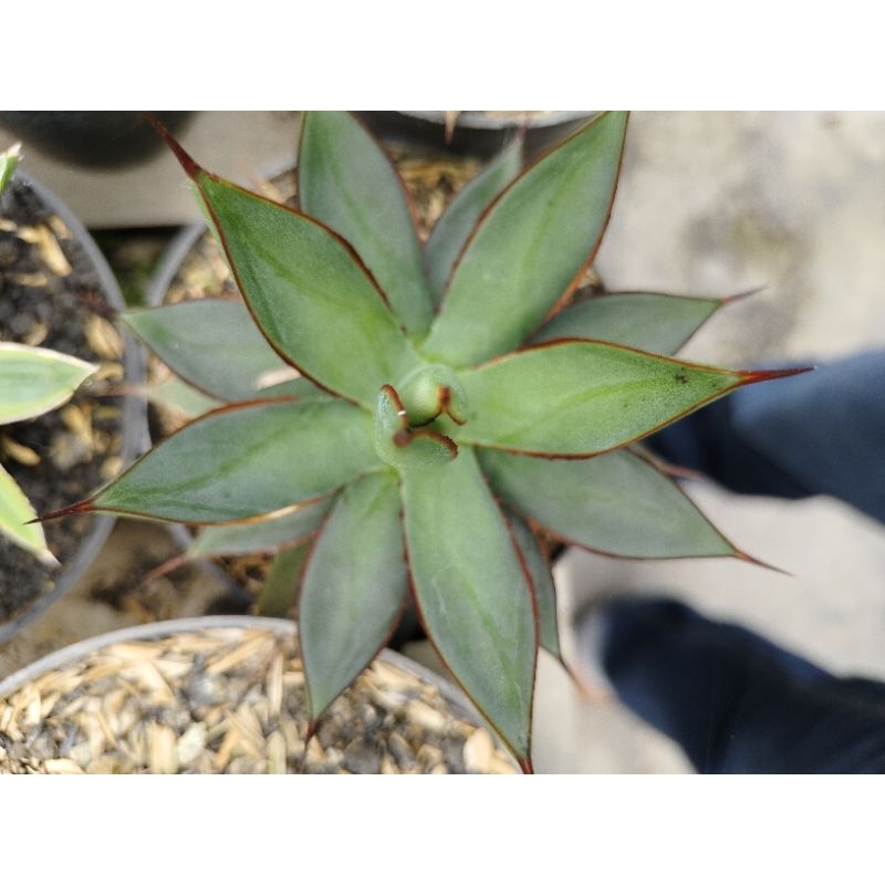 agave potatorum mix
