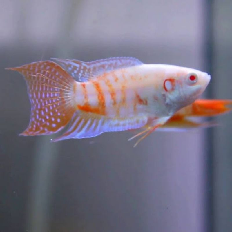 ikan hias : sepat paradise albino ( instant)