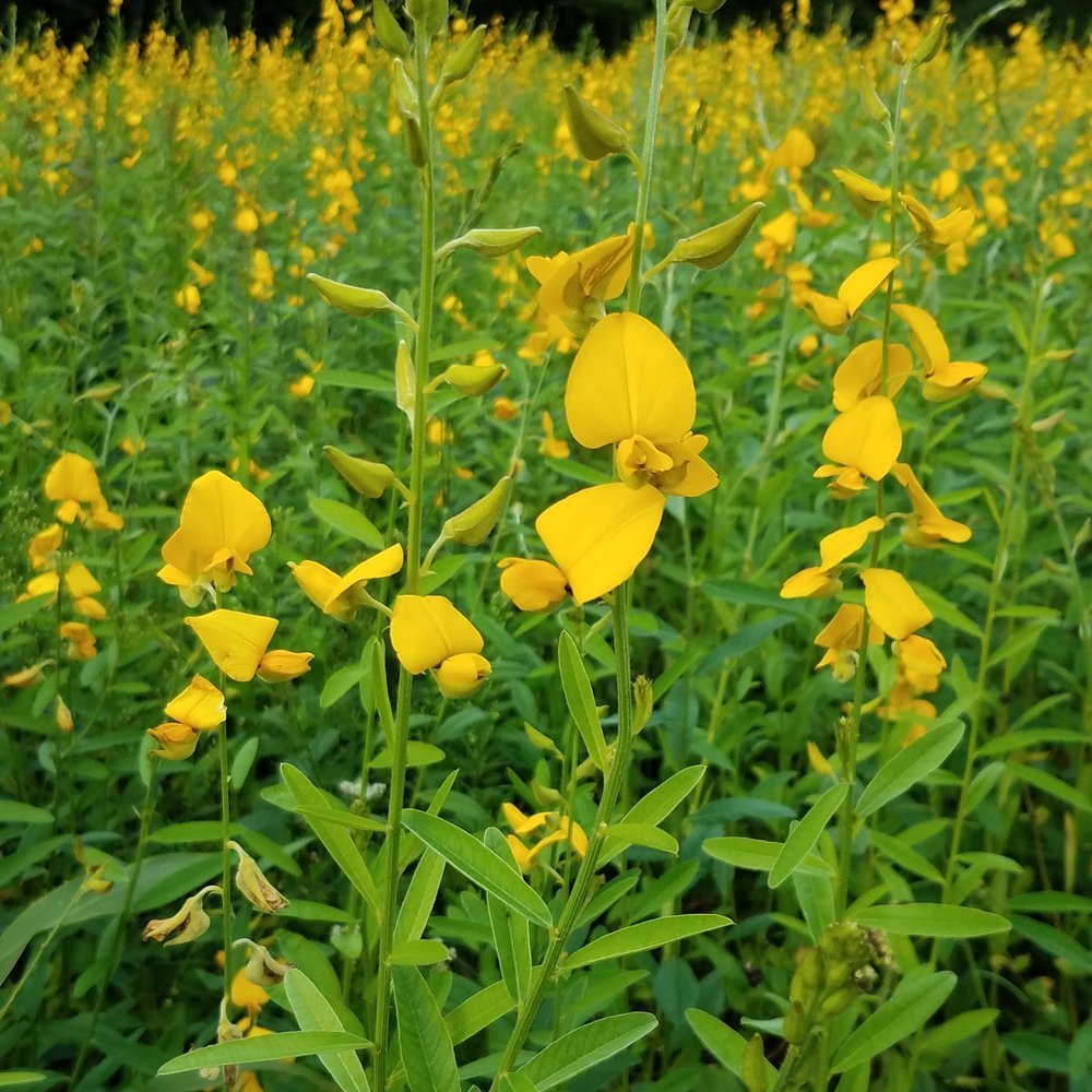 Benih Orok Orok [isi-30] Biji Crotalaria Juncea