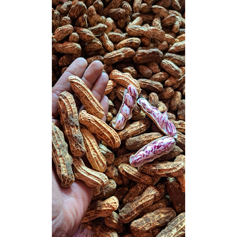 

kacang tanah madu /madu lurik manis super