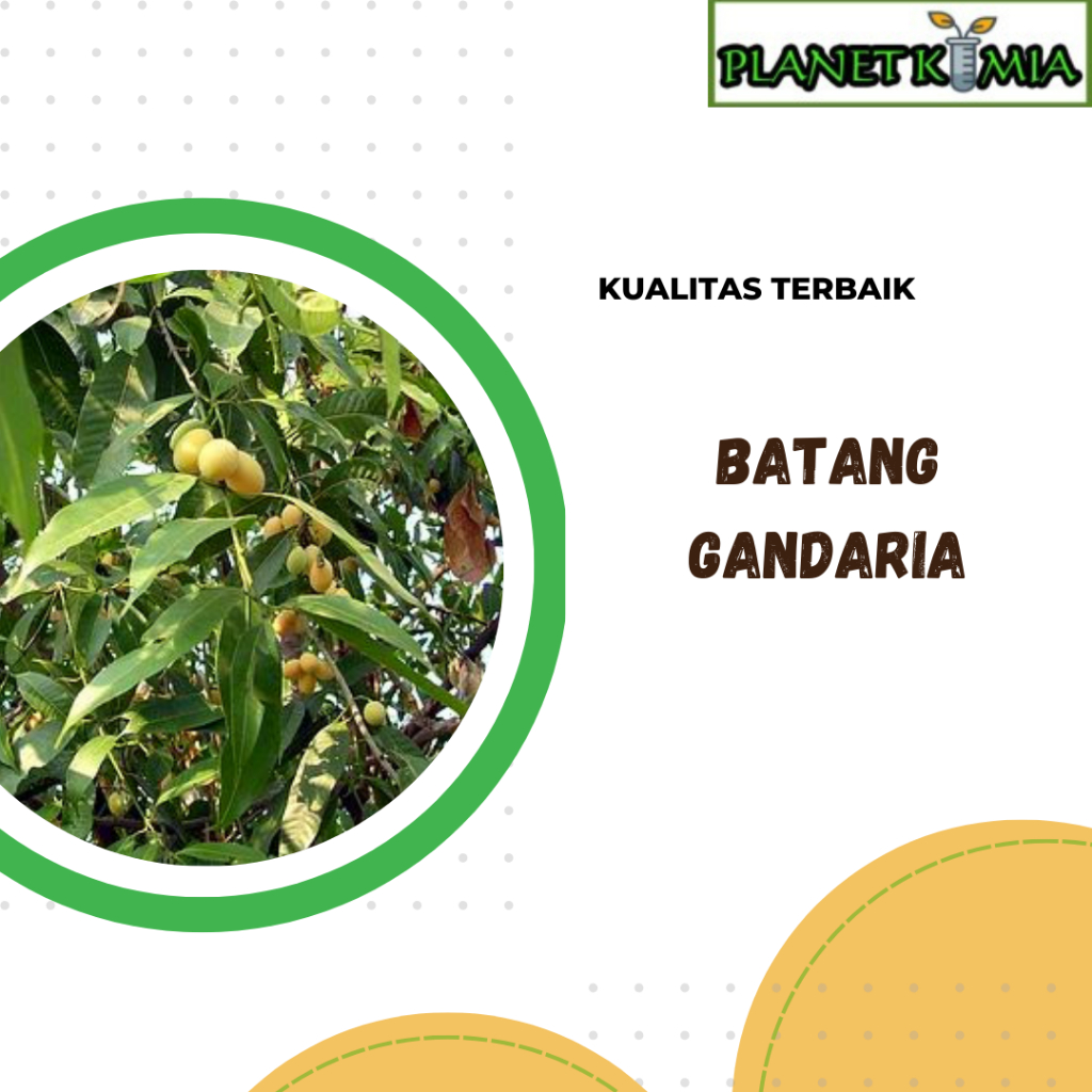 

ekstrak batang gandaria best product