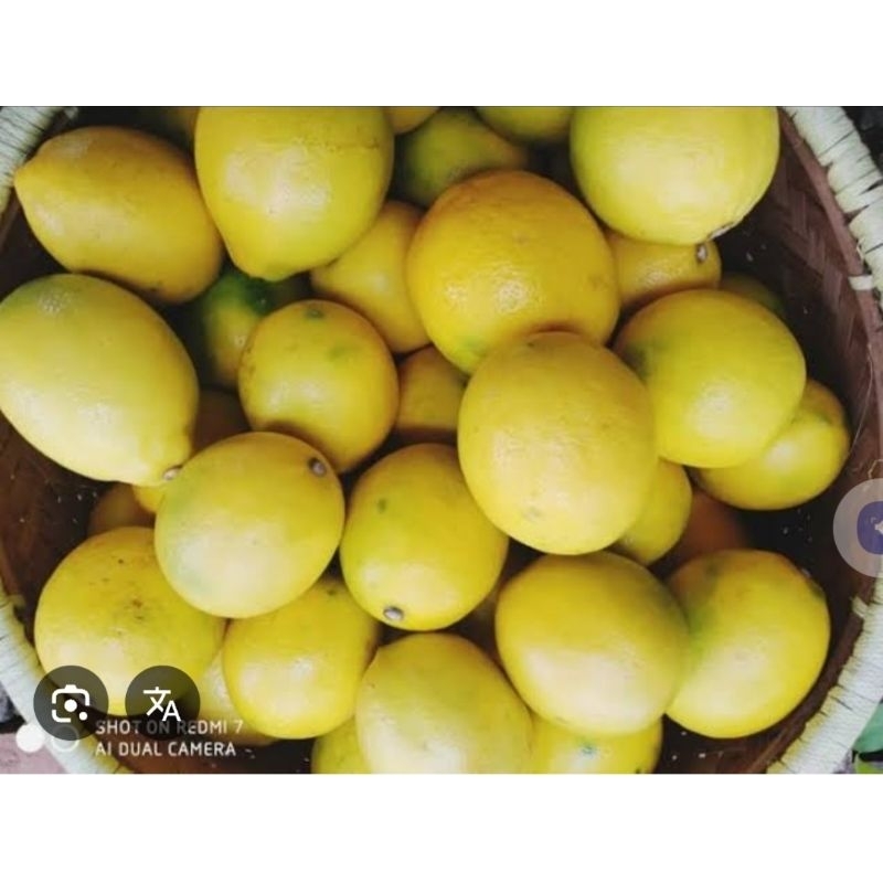 

Jeruk Lemon Asli karang Nini (Pangandaran)