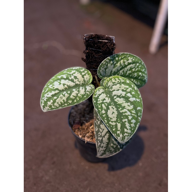 tanaman hias scindapsus mendung borneo