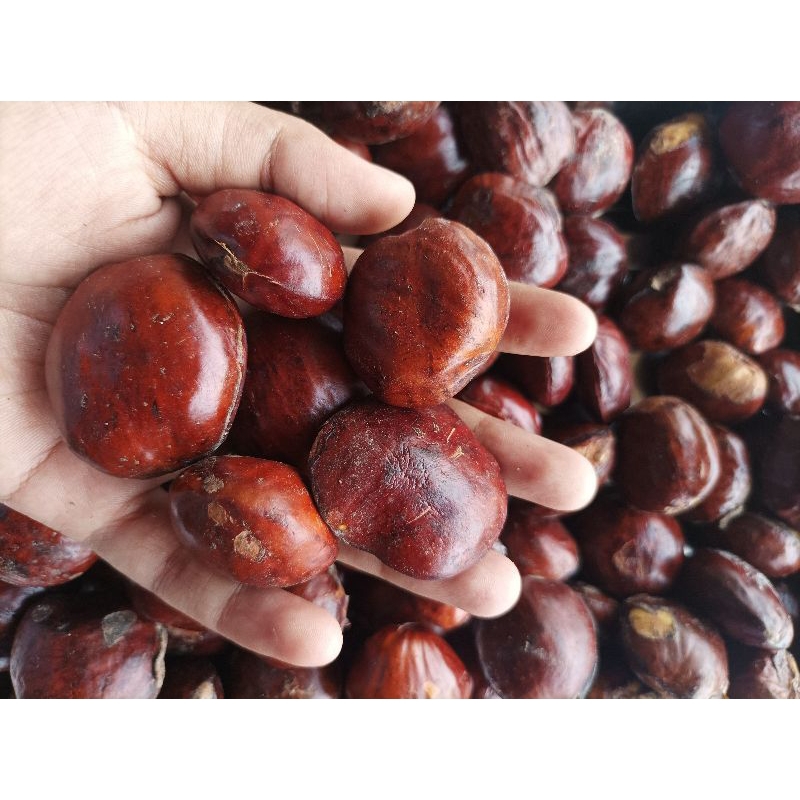 

Jengkol 1/2kg, 1kg, 2kg