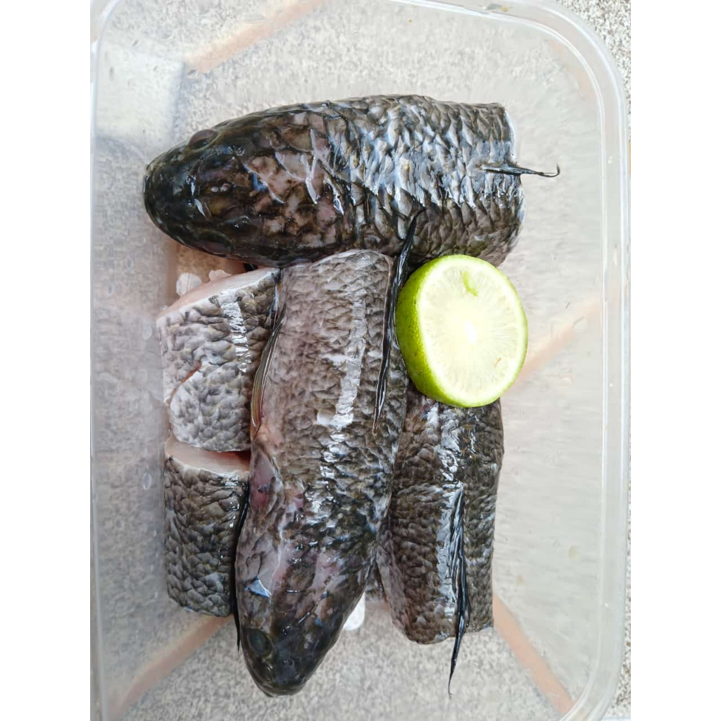 

IKAN GABUS 500 GR BUMBU MARINASI SIAP GORENG
