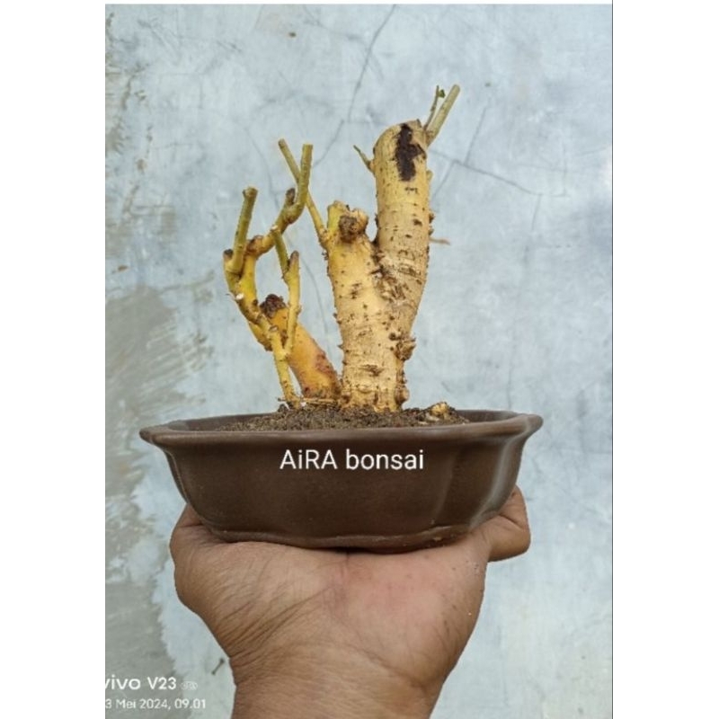 bahan bonsai serut bunjin bahan bonsai serut donkelan