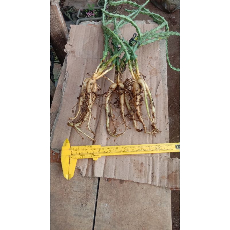 euforbia knuty/caudex