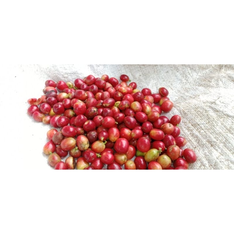 biji ceri kopi  ateng janda arabika super 1kg