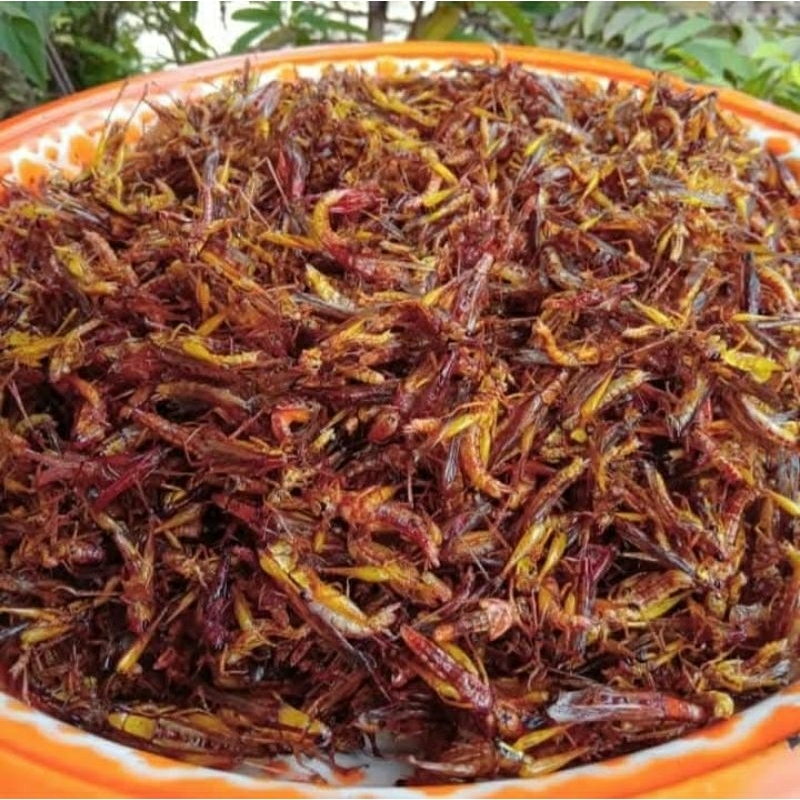 

belalang goreng utis atau belalang sawah belalang padi