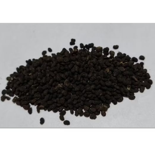 

Po Gu Zi/破故子/Psoralea corylifolia/Fructus Psoraleae