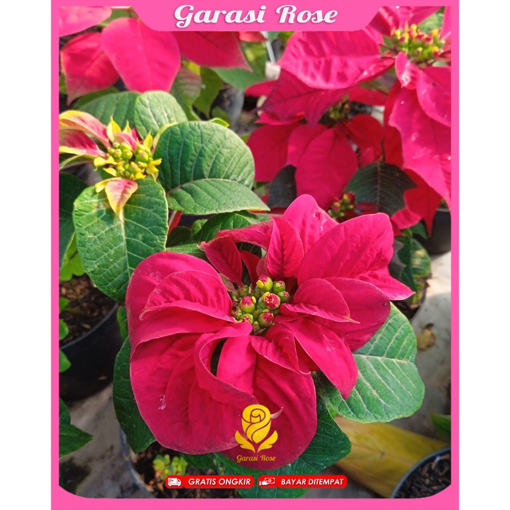 Tanaman Kastuba Mawar - Bunga kastuba Mawar