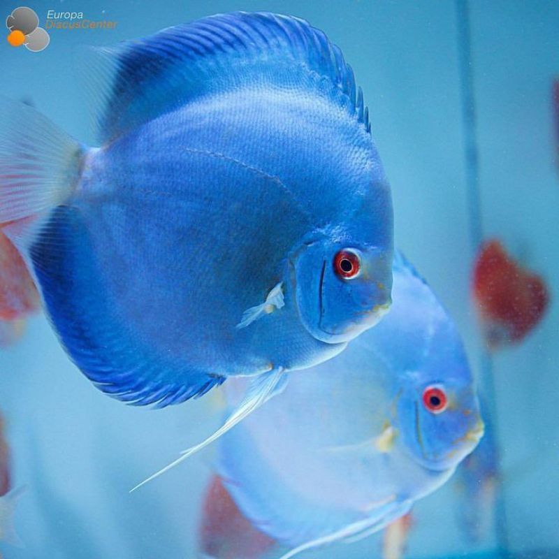 Discus Blue Diamond //ikan hias aquarium aquascape