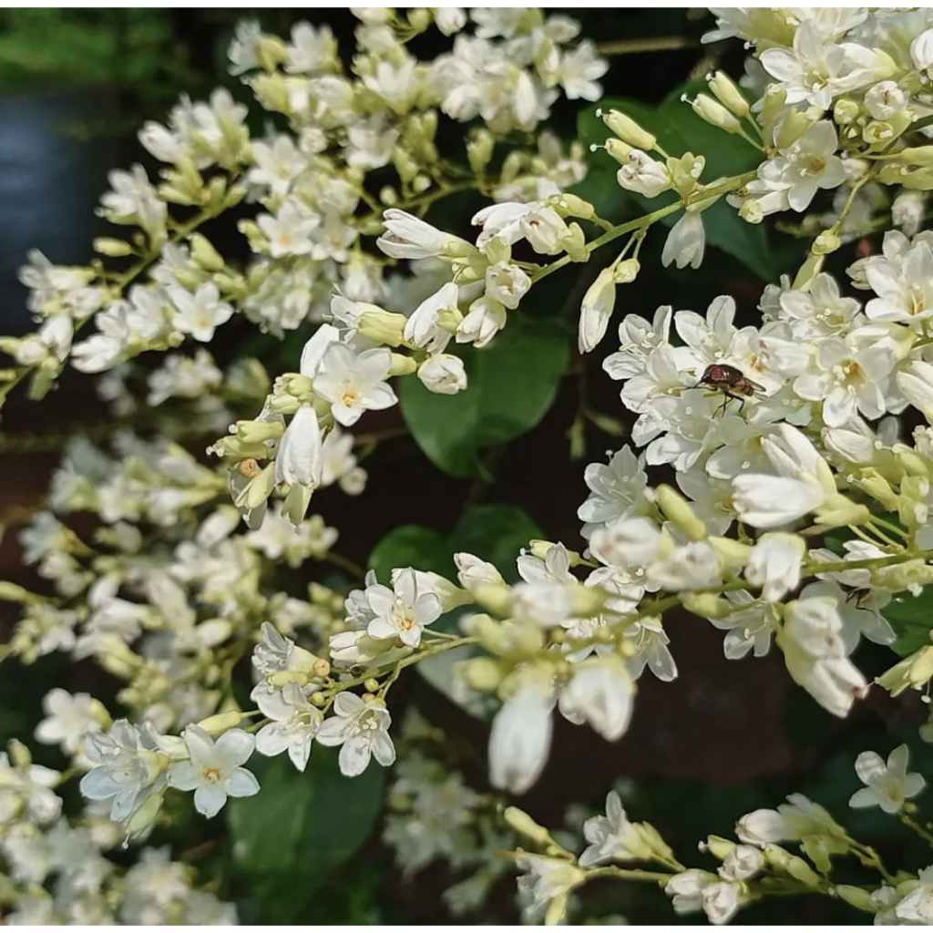 Bibit tanaman bunga putih snow vine (Porana volubilis) wangi pakan lebah
