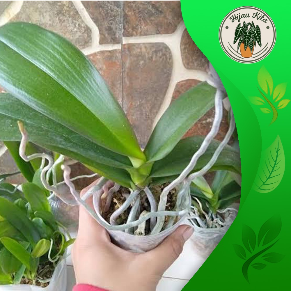 Anggrek Bulan spike jumbo