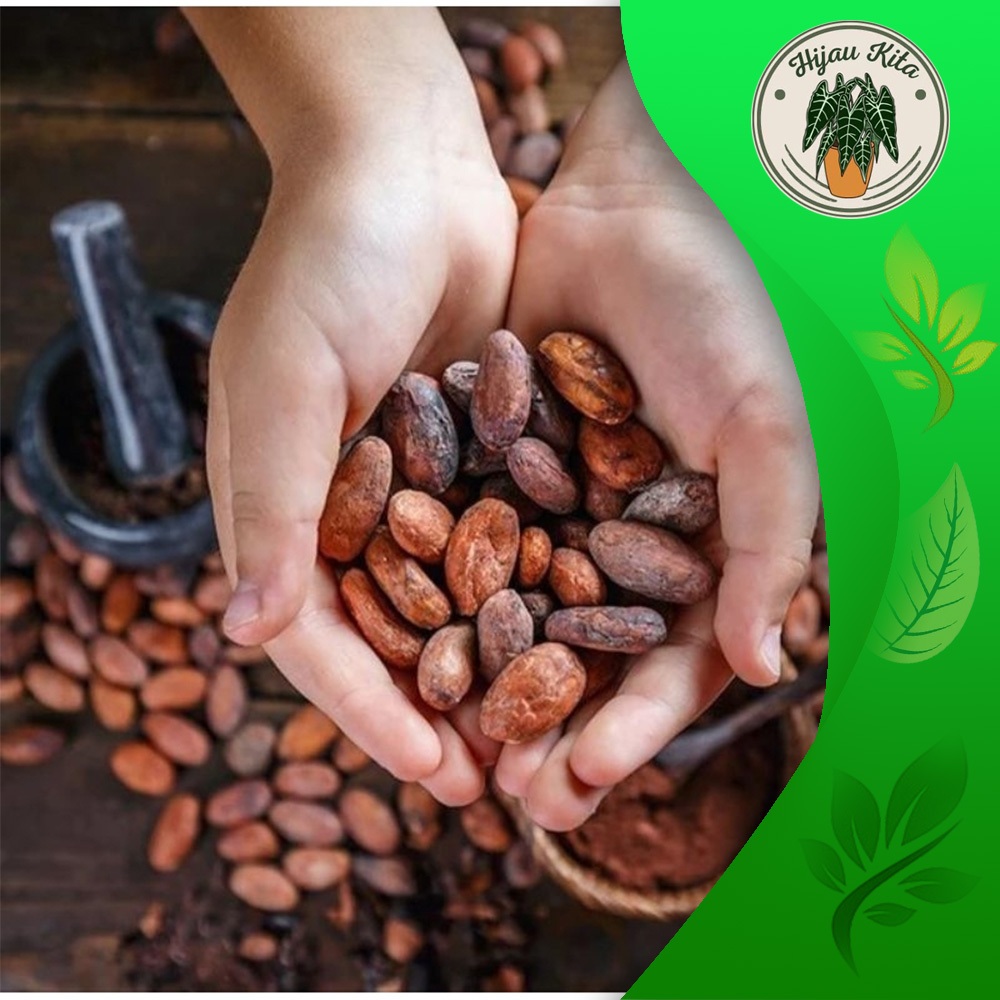

BIJI KAKAO / BIJI COKLAT KERING / BAHAN COKLAT / COKLAT MENTAH 100 BIJI