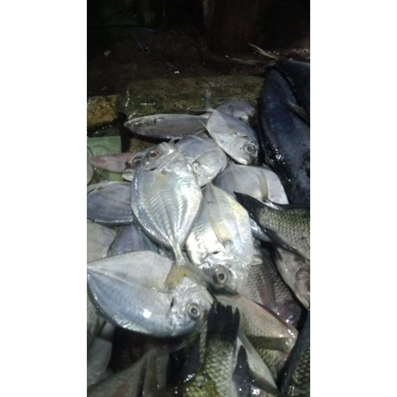 

Ikan kuwe