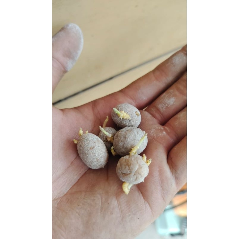 

G0 GRANOLA KING /GREN KING LK 250 KNOL