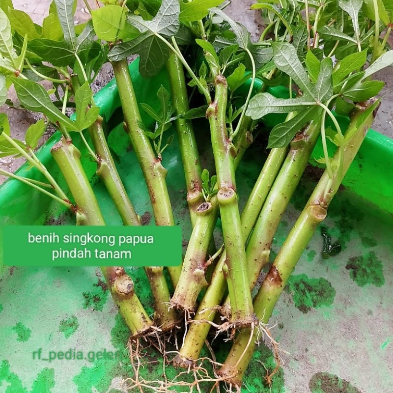 

(100% hidup berakar) benih pakan ternak Telo papua / singkong papua