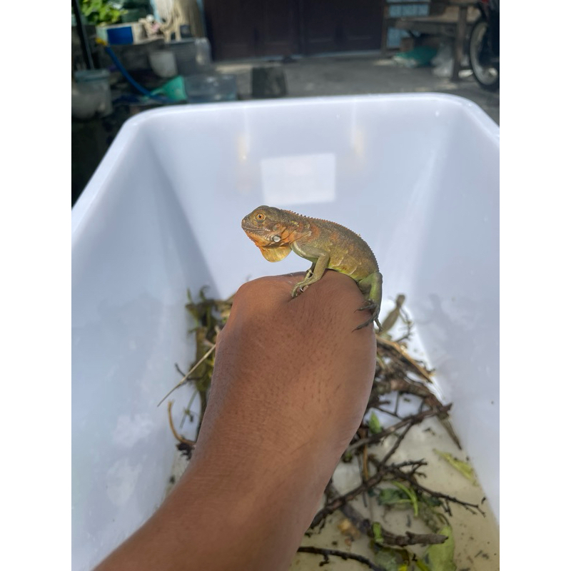 mainan iguana super red grade A sortiran panjang 30-35cm