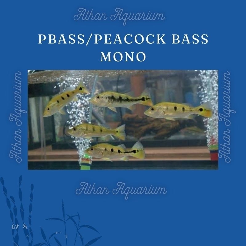 Pbass/Peacock bass Mono Size Besar Umuran 15cm+-