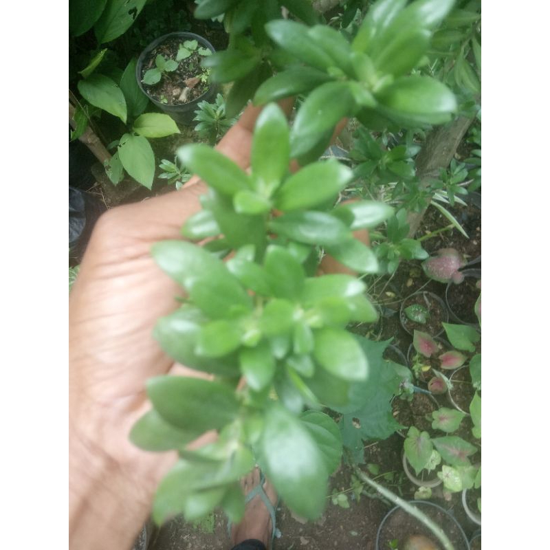 Santigi Mawar Super Turun Cangkok