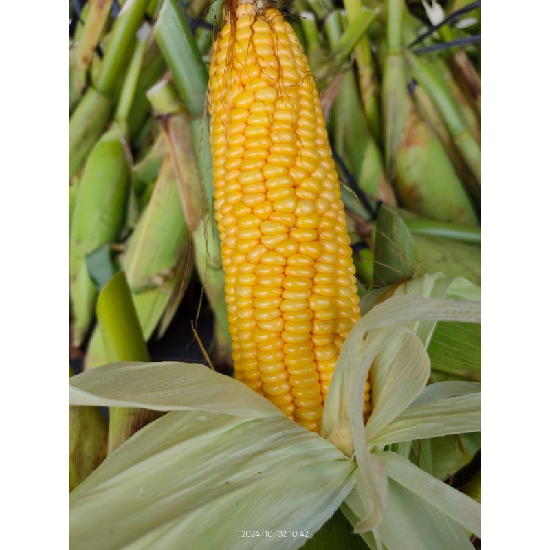 

Jagung Manis ( kecil )