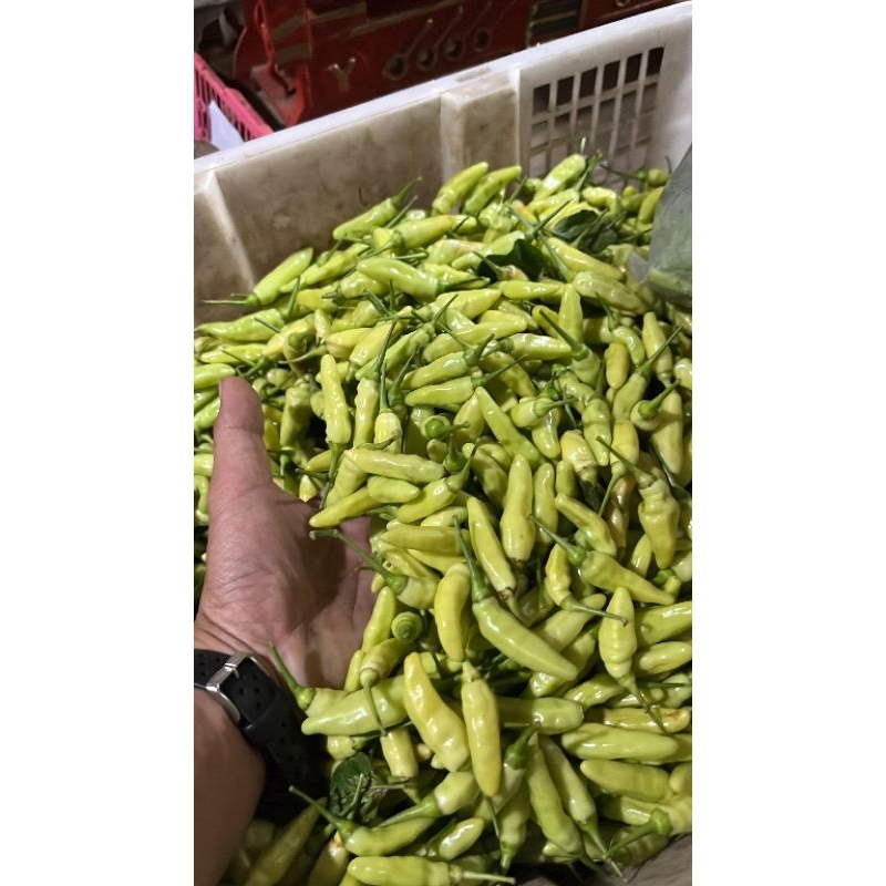 

cabe rawit putih super 500gr - 1kg