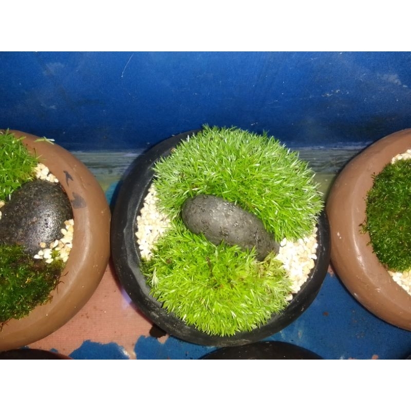 bonsai lumut,batu,pot