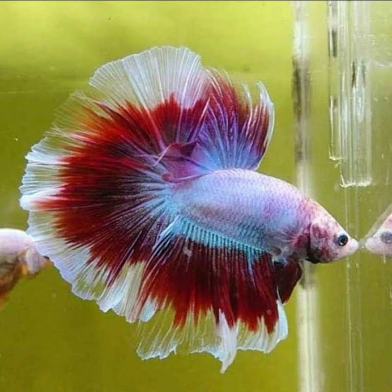 

box halfmon xl jumbo