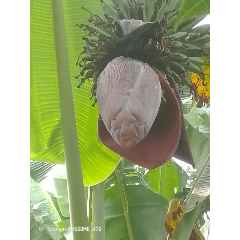 

jantung pisang kepok/sobo 1pcs