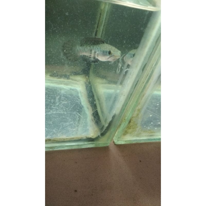 

kardus isi bp singgel flering