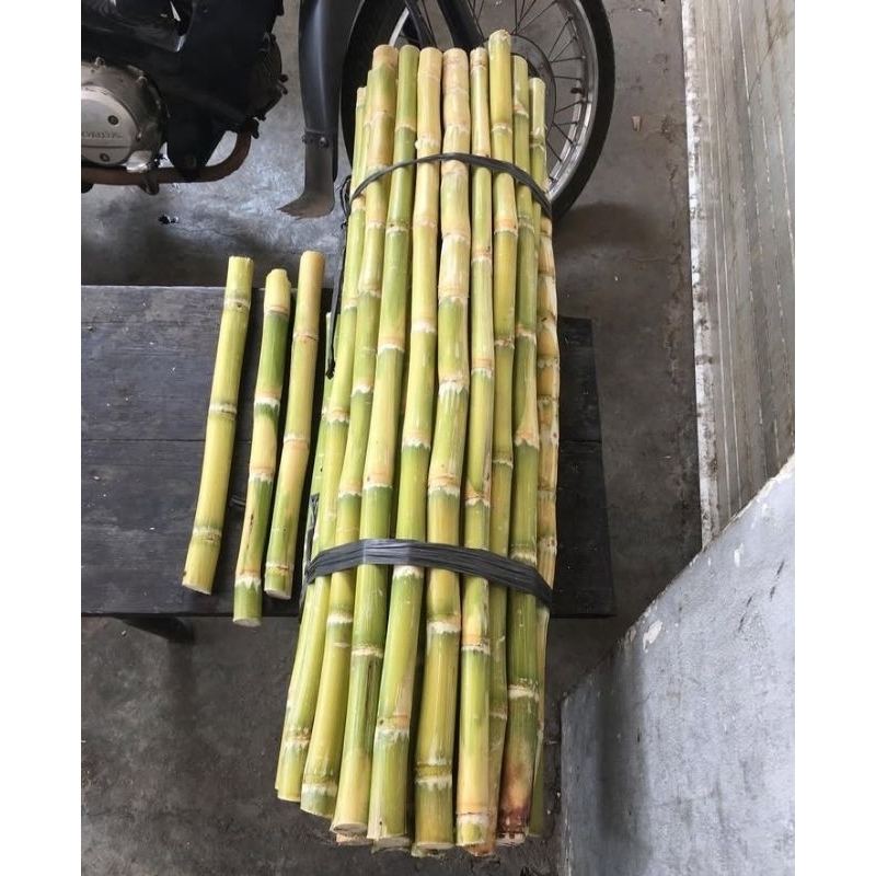 

Tebu Kuning Segar Ukuran 30cm Per 1pcs Original