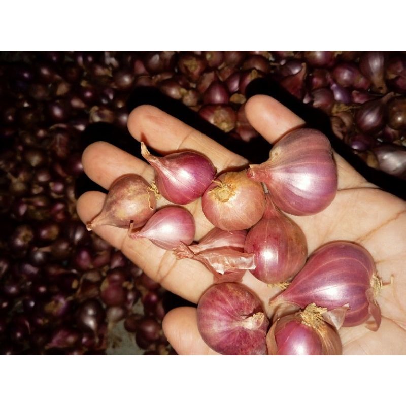 

Bawang Merah Tuban