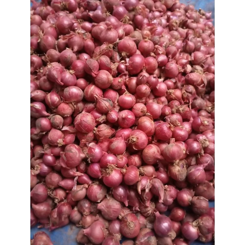 

Bawang Merah Uk Besar