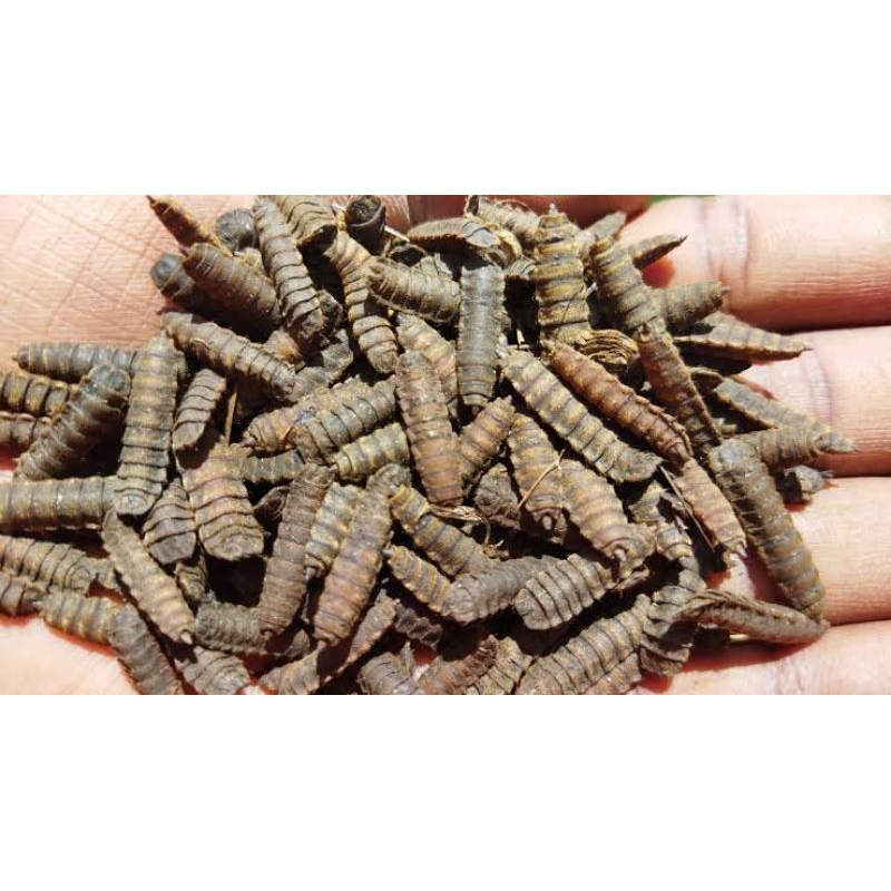 PUPA MAGGOT BSF super indukan
