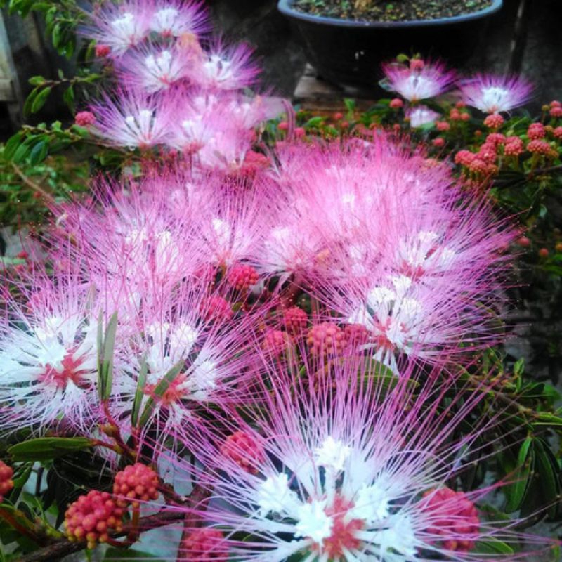 promo Kaliandra sulimaraja