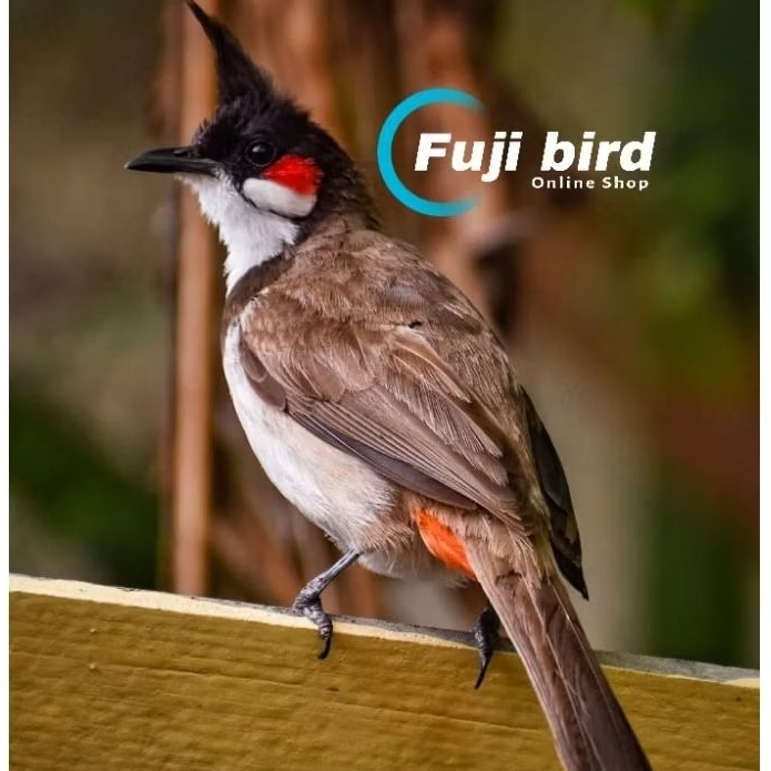 BURUNG KUTILANG JAMBUL MALAYSIA