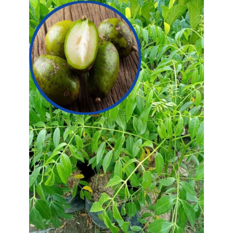 

Bibit tanaman buah kedondong jumbo hasil okulasi.
