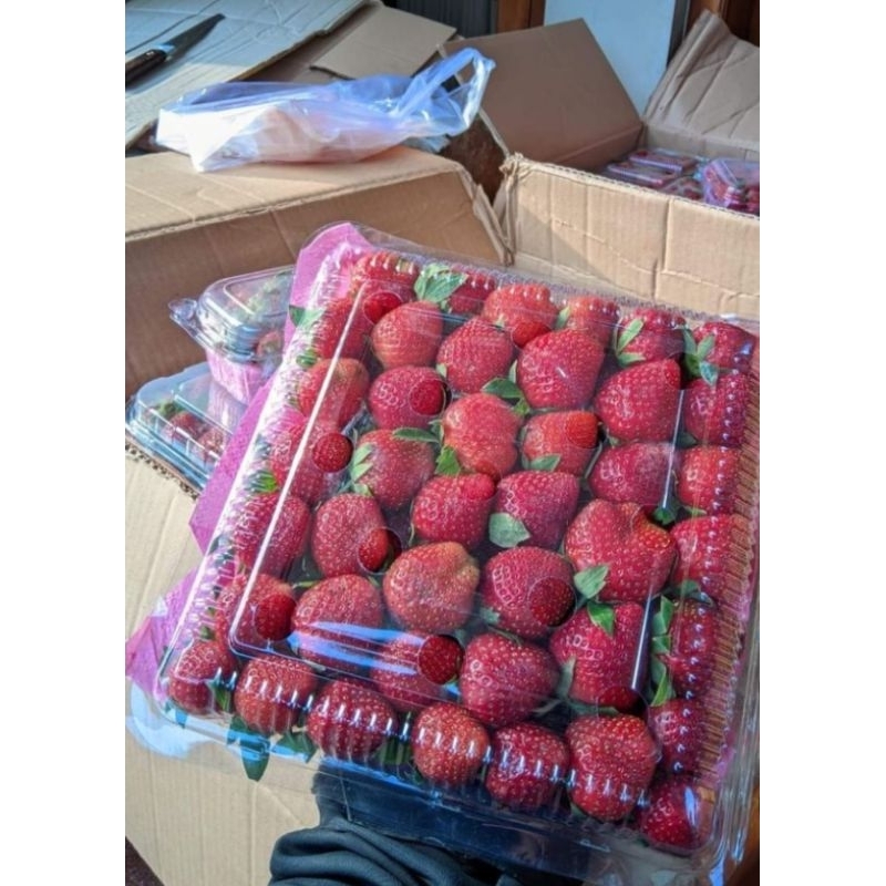 

Stroberi Mencir 1kg | stoberi manis