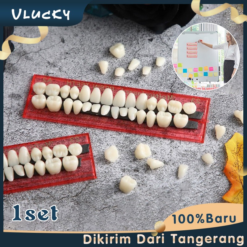 Gigi Porcelain Full Set Gigi Palsu Atas Bawah Model Pengajaran Kedokteran Gigi