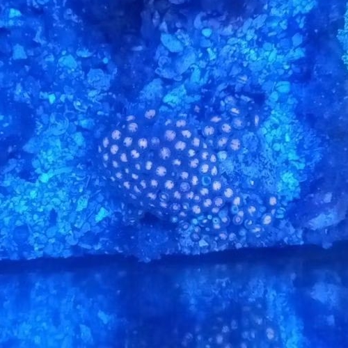 Zoa Colony/Coral Zoa Colony