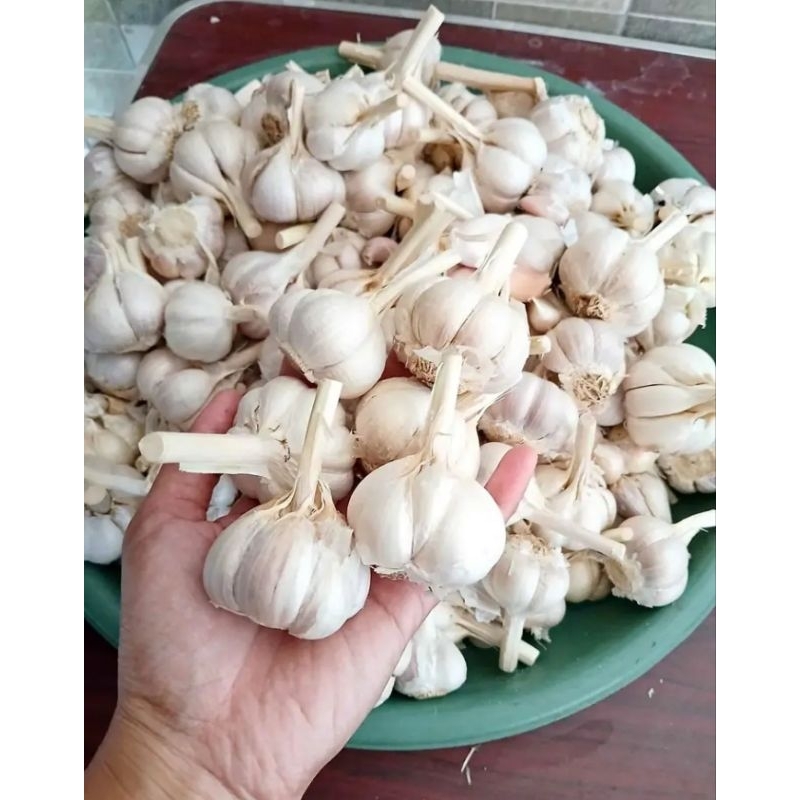 

Bawang putih kating bersih murah