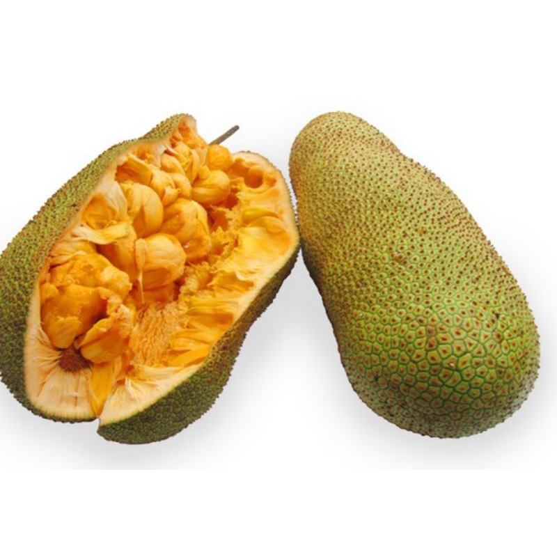 

buah cempedak matang satuan atau gluntungan utuh