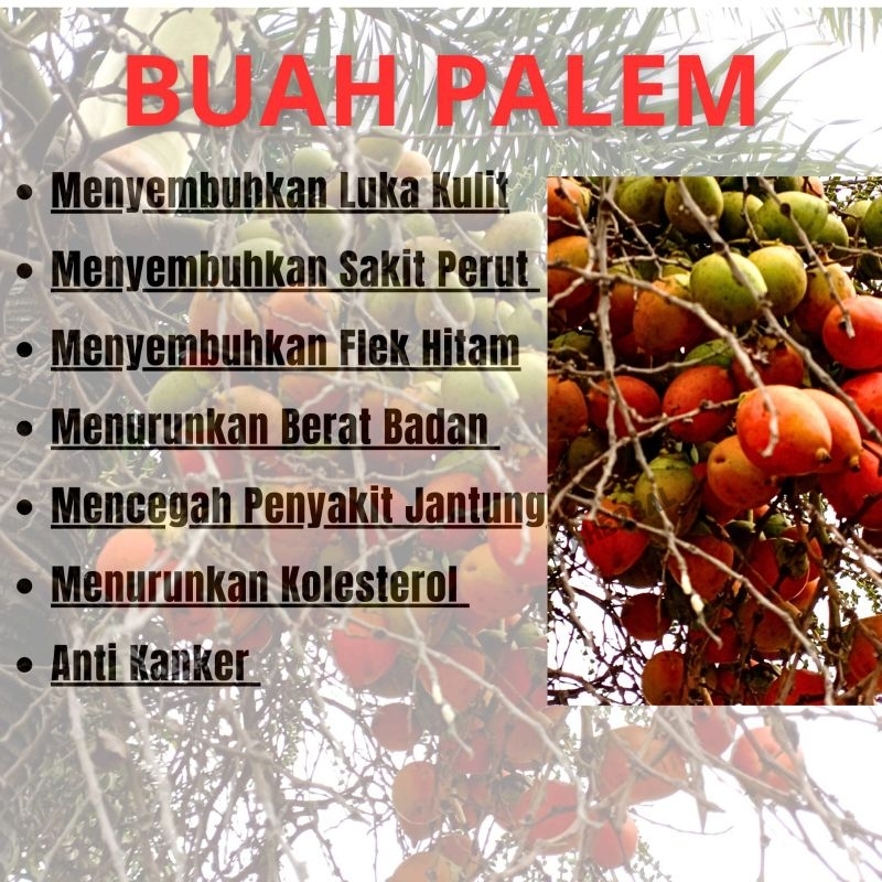 

Buah palem ekor tupai | Buah palem merah herbal