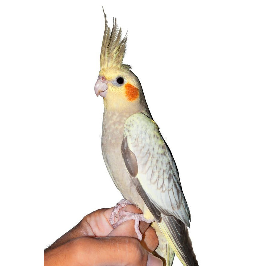 Burung Cockatiel Parkit Australia Falk Grey Mutiara Pearl Jinak Total