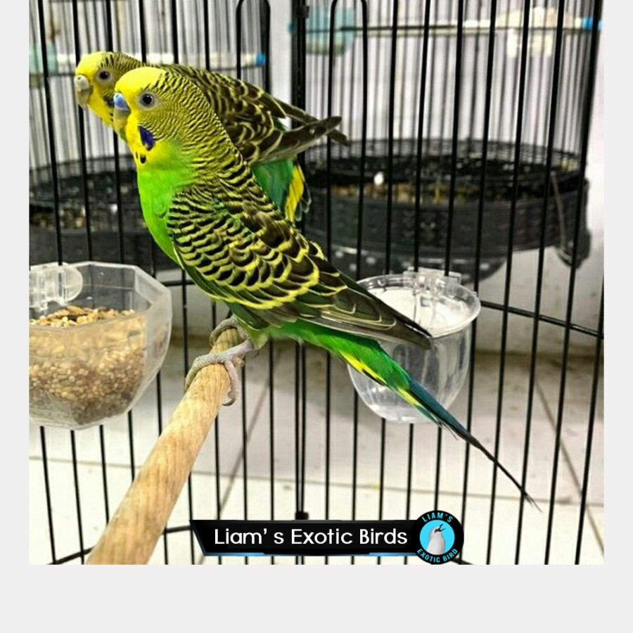 Burung Parkit Lokal Warna Hijau Sepasang