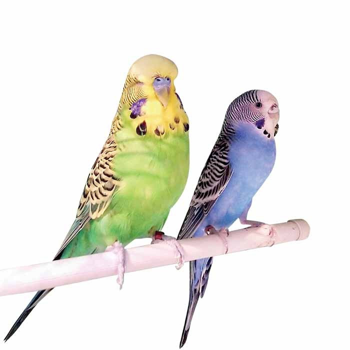 Burung Parkit Lokal Warna Hijau Dan Biru Sepasang