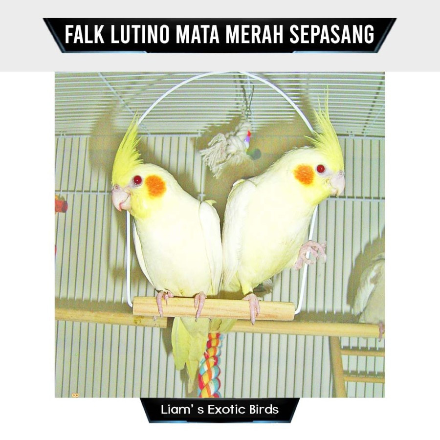 Burung Cockatiel Falk Parkit Australia Warna Kuning Lutino Mata Merah Sepasang